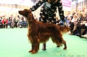 Crufts2011_2 110